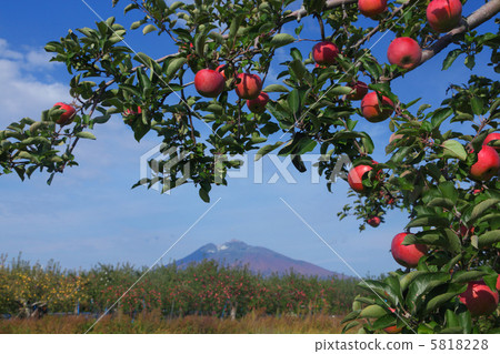 apples apple-tree peerless