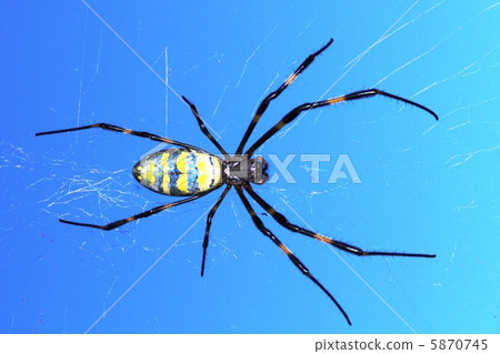 wasp spider, nephila clavata, cloud