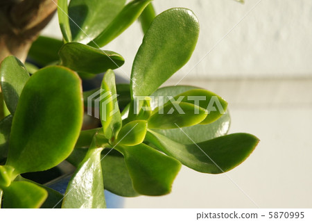 图库照片: 翡翠木 室内盆栽 观叶植物