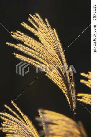 图库照片: 芒草