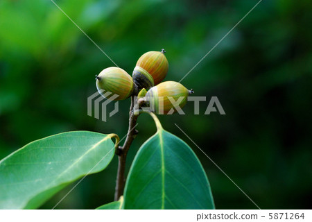 植物_花 树_树木 橡果 照片 青冈 首页 照片 植物_花 树_树木 橡果