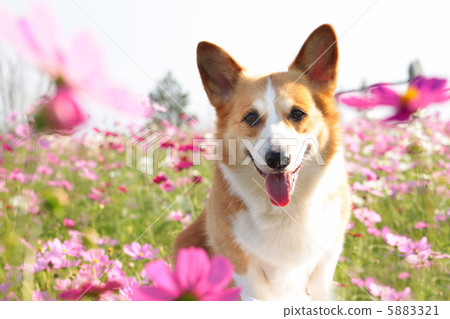 stock photo: corgi, dog, dogs