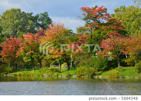 图库照片 池塘 咸水湖 中岛公园