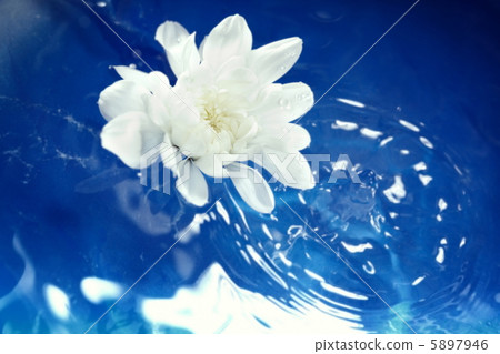 图库照片: flower on the water