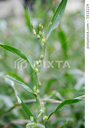 adlay, vegetation, botanic