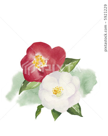 stock illustration: spit, saliva, camellia