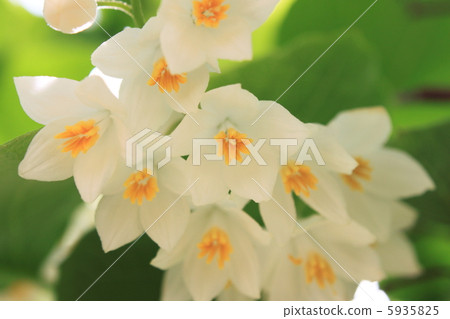 图库照片 hakuunboku花