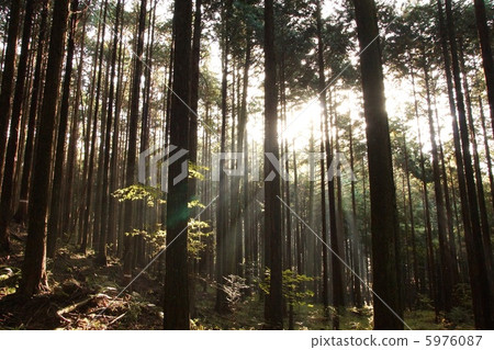 photo : shrine grove, woods, dense forest