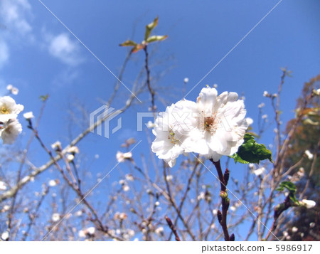 图库照片: 冬天樱花树