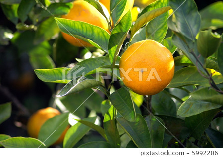 fruits, fruit, tree