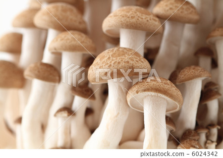 照片素材(图片): 蟹味菇 褐色榉木香菇 可食用蘑菇