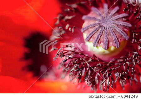 macro stamens and pollen