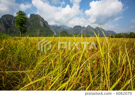 图库照片: rice field