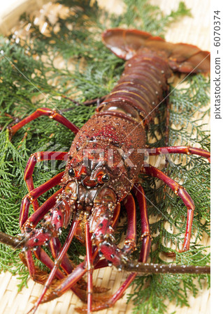 spiny lobster, natural products, natural