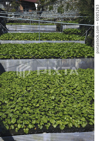 wasabi field, rice field, lobe