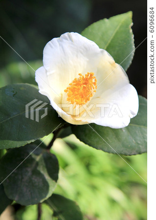 stock photo: white camellia