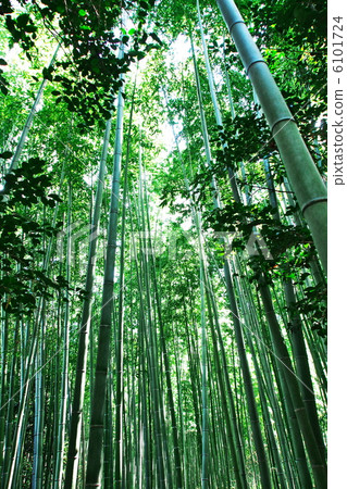 stock photo: bamboo grove