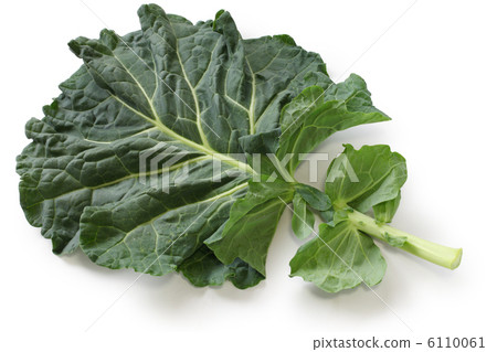 leaf, vegetables, leafy greens