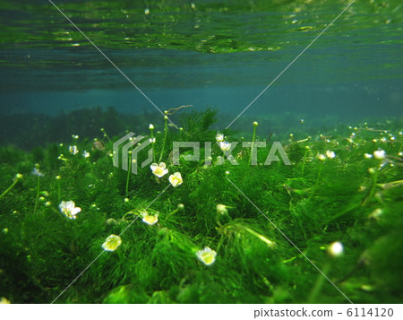 水毛茛 伊乐藻 水生多年生植物