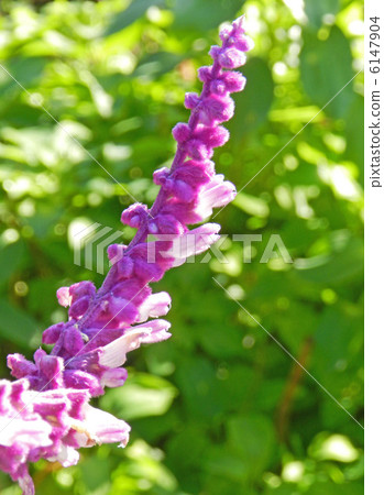 stock photo: salvia leukansa