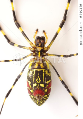 photo : wasp spider, nephila clavata, joro spider