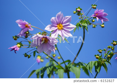 emperor dahlia, flower, dahlia imperiali