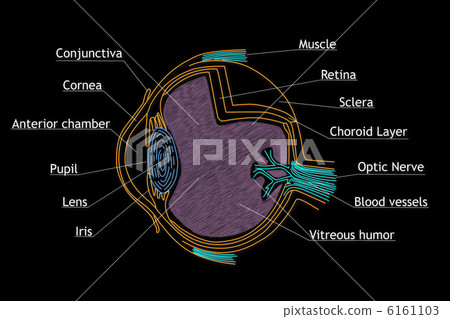 human eye structure 6161103