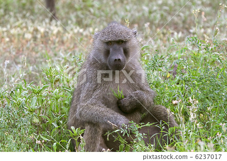 图库照片: olive baboons (papio anubis)