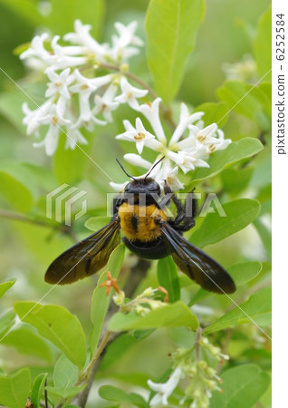 日本木匠蜂 木蜂 昆虫