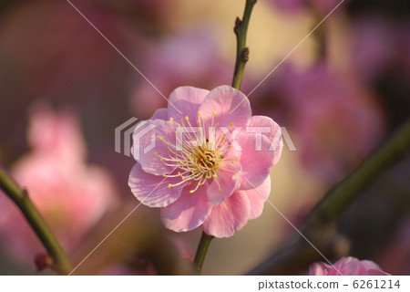 stock photo: plum blossom