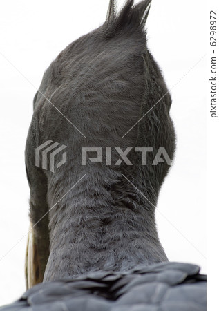 shoebill, the back of one"s head, later