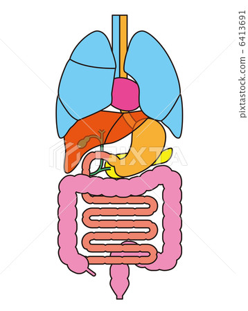 图库插图 内脏结构
