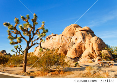 joshua tree national park, mojave desert, california