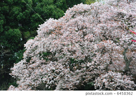 wild cherry tree, japanese cherry, prunus serrulata