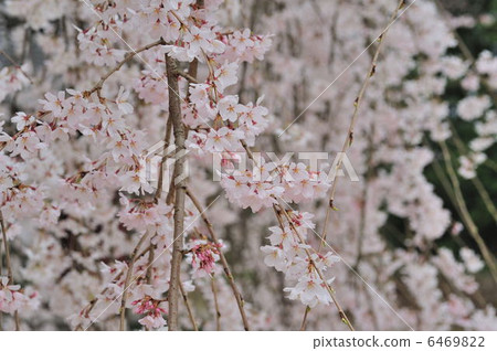 variety of cherry tree with drooping branches, weeping cherry