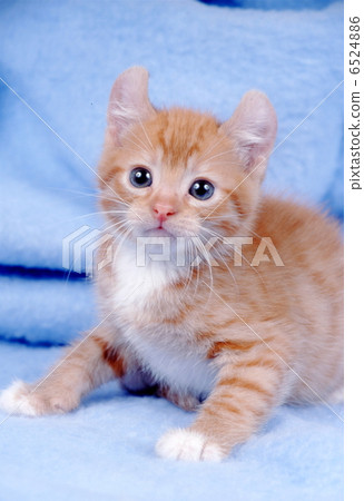 美国反耳猫 胆小的 小猫
