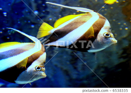 pennant coralfish, longfin bannerfish, coachman