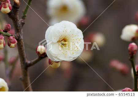 图库照片: 日本杏花 一朵梅花 日本梅子