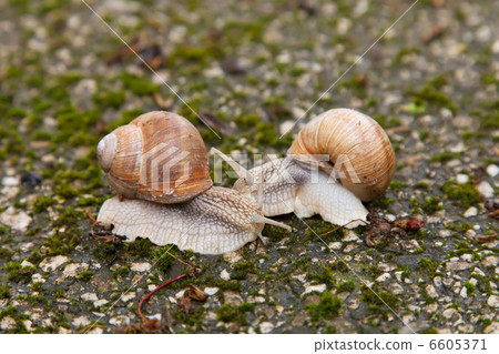 two snails on mossy rocks