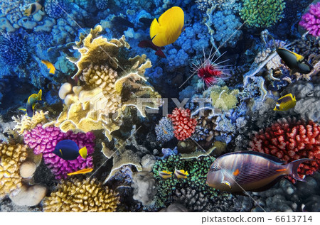 stock photo: coral and fish in the red sea. egypt, africa.