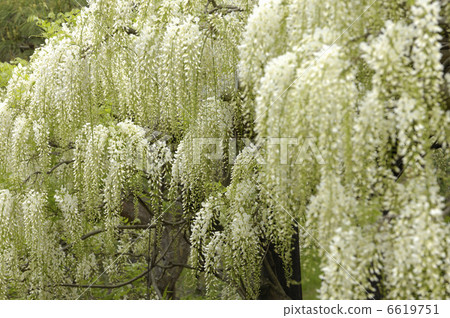 blossom, white wisteria, wisteria