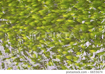 photo : waterweed, water crowfoot, green grass