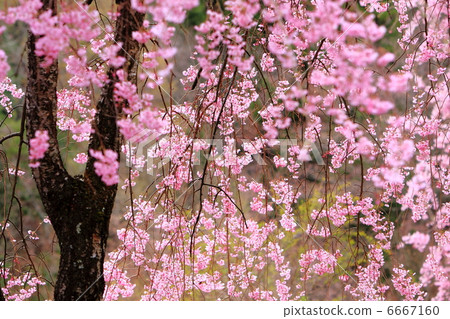 花朵 深红色垂樱 双垂柳樱花树