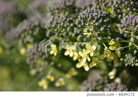 图库照片: 西兰花花