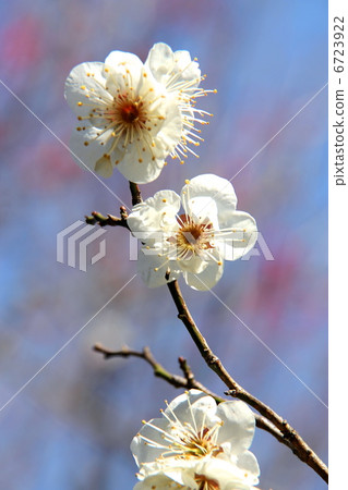 图库照片: 日本梅子 梅花 白梅花