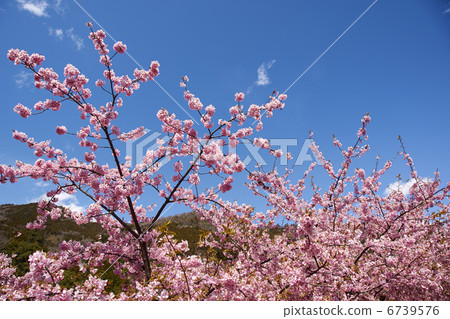 stock photo: kawazu cherry tree