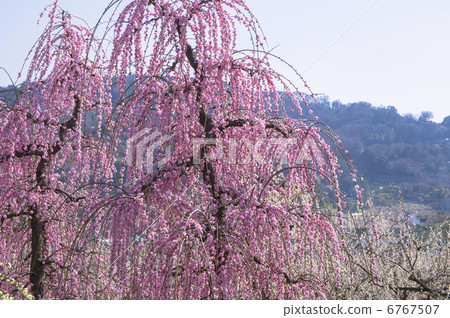 weeping plum, plum, flower