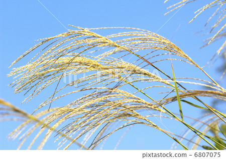 ear (of plant), silver grass, head (of plant)