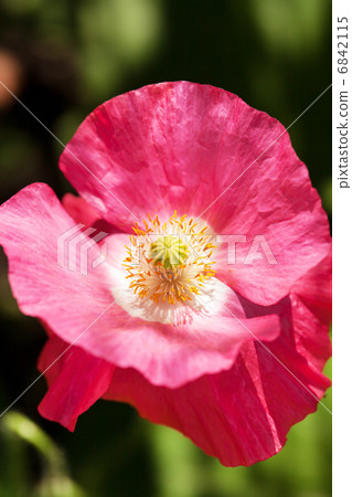 图库照片 poppy flower