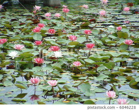 stock photo: pond, lagoon, water lily